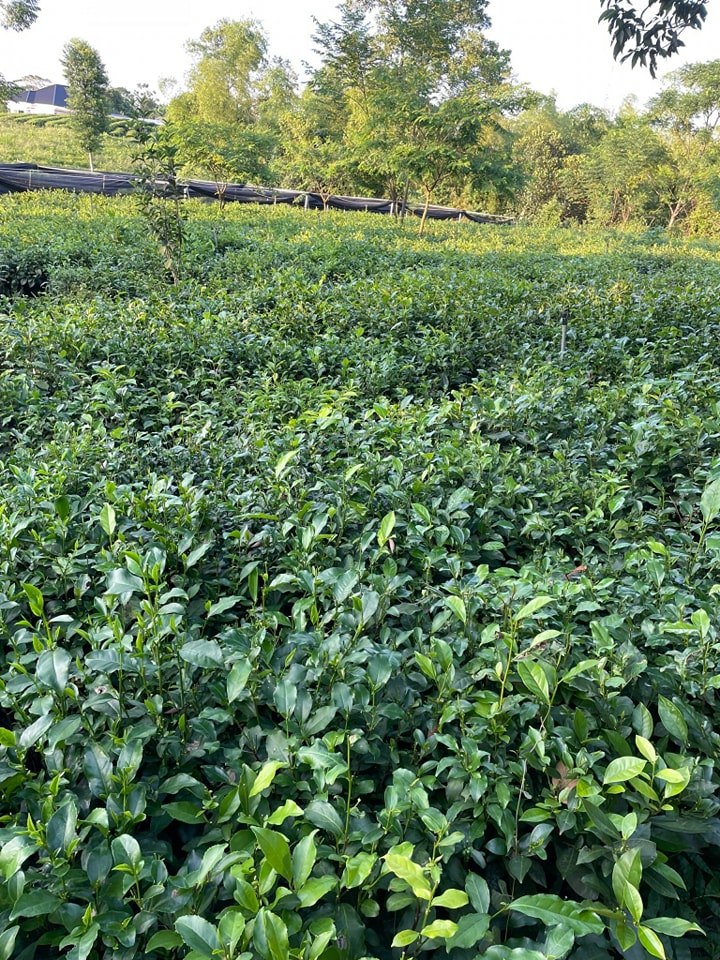 Chè BCSanh